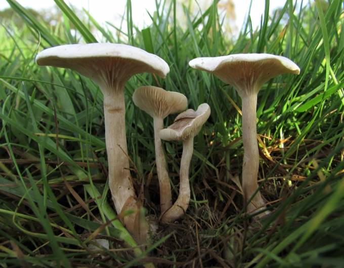 A group of mushrooms growing in grass

Description automatically generated with medium confidence