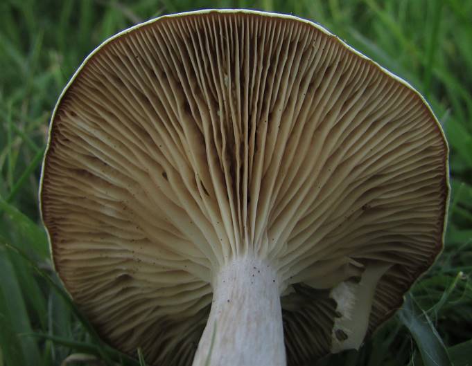 A close up of a mushroom

Description automatically generated