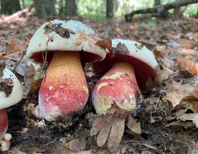 A group of mushrooms

Description automatically generated with low confidence