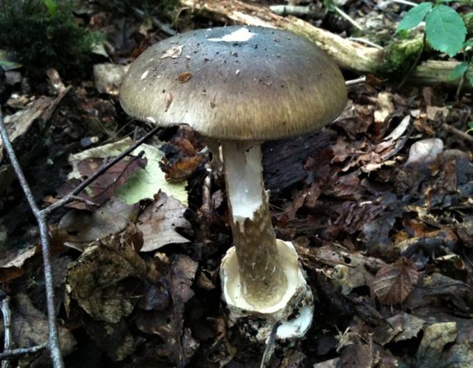 A mushroom growing in the woods

Description automatically generated with low confidence