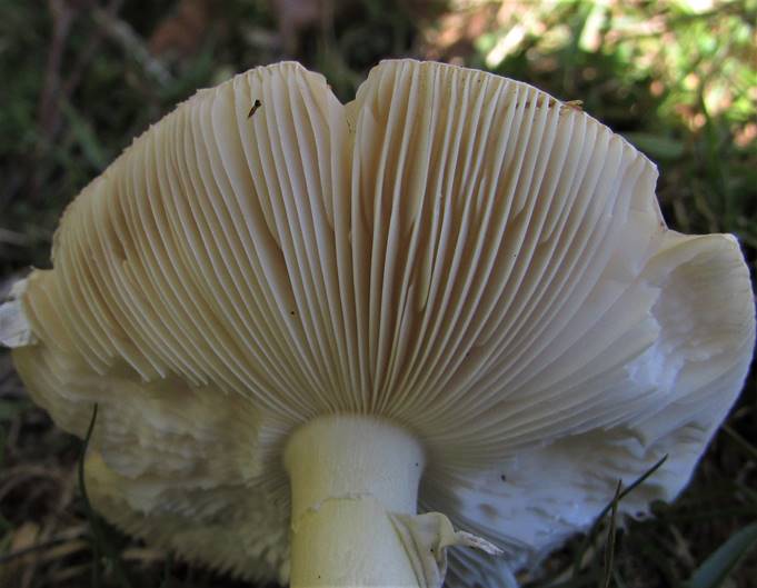 A close up of a white mushroom

Description automatically generated with medium confidence