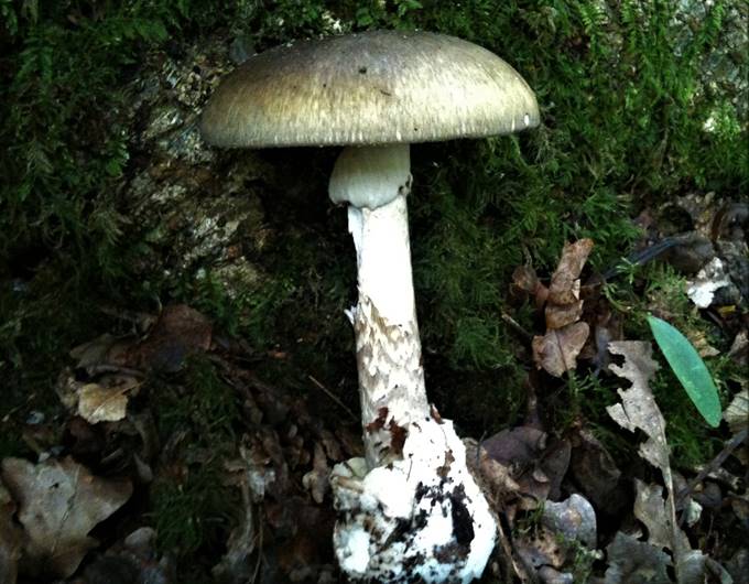 A mushroom growing in the woods

Description automatically generated with low confidence