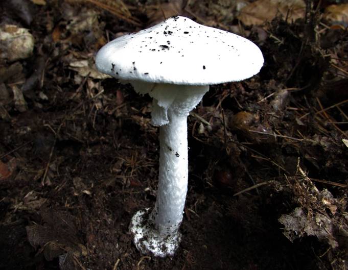 A picture containing fungus, outdoor

Description automatically generated