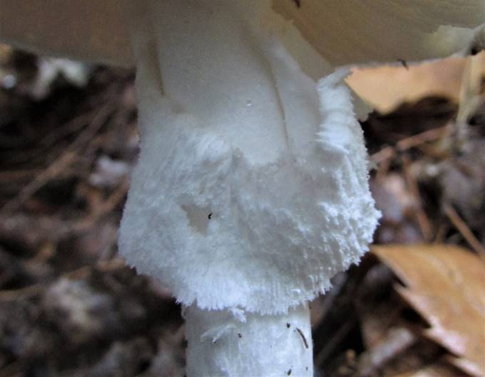 A picture containing fungus, close

Description automatically generated