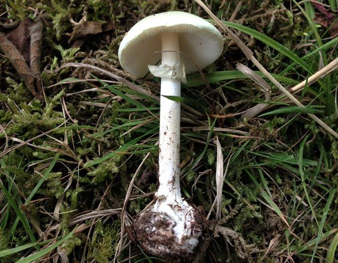 A mushroom growing in the grass

Description automatically generated with medium confidence