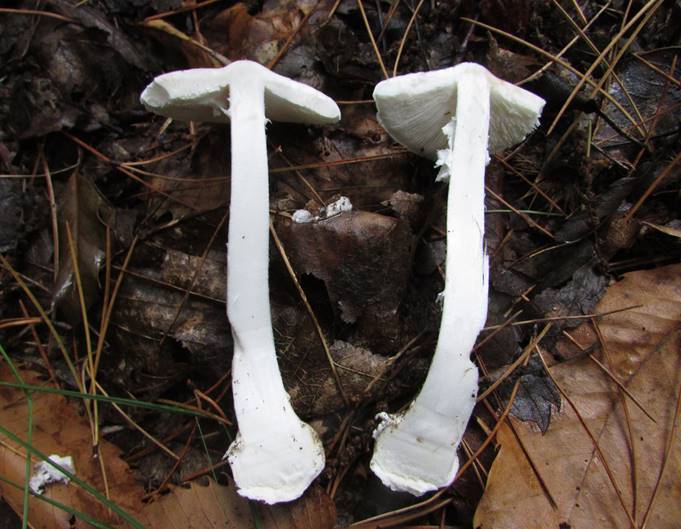 A group of mushrooms growing in the ground

Description automatically generated with low confidence