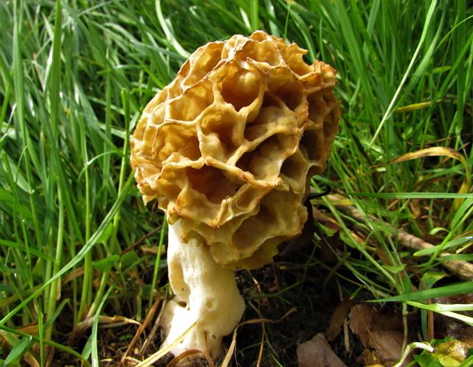 A mushroom growing in the grass

Description automatically generated with medium confidence