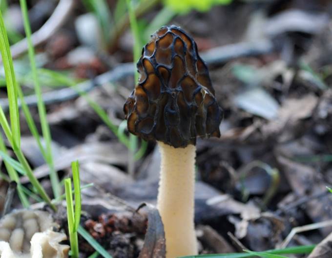 A mushroom growing in the ground

Description automatically generated with low confidence