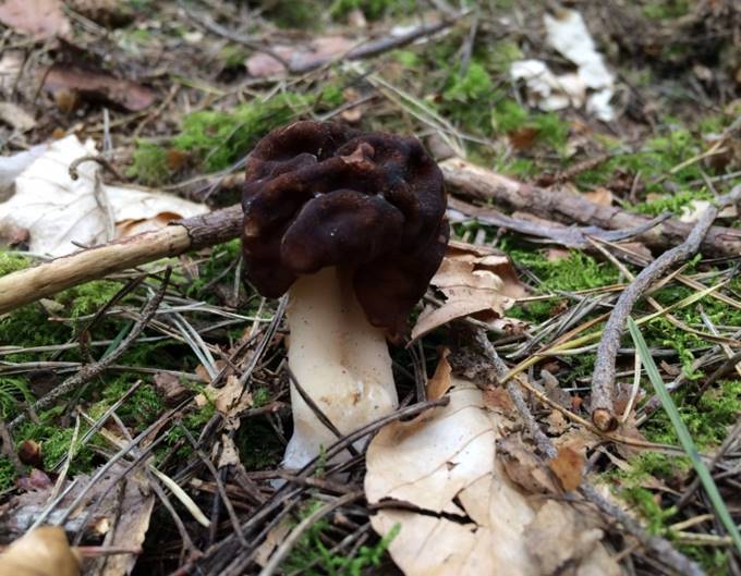 A mushroom growing in the ground

Description automatically generated with low confidence