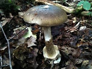 A mushroom growing in the woods

Description automatically generated with low confidence