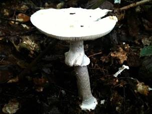 A picture containing fungus, dirty

Description automatically generated