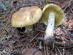 The Yellow Knight (Tricholoma Equestre) Identification -