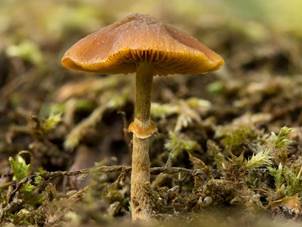 Conocybe rugosa