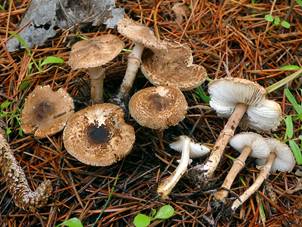 Lepiota pseudolilacea Huijsman  CEMAS  Orden Agaricales