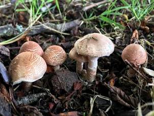 Lepiota subincarnata, Fatal dapperling