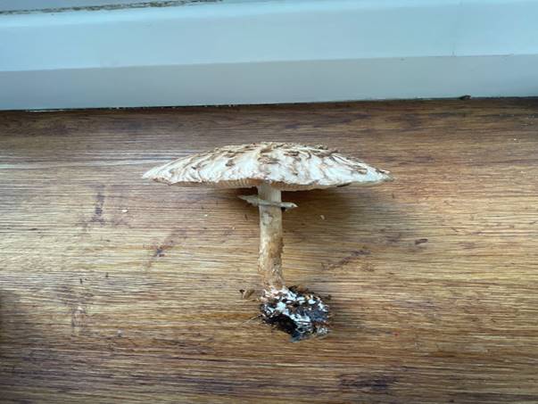 A mushroom on a wood surface

Description automatically generated