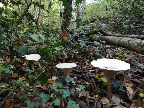 A group of mushrooms in a forest

Description automatically generated