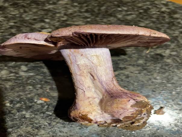 A close up of a mushroom

Description automatically generated