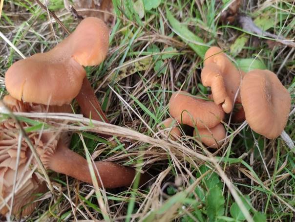 Mushrooms in the grass

Description automatically generated