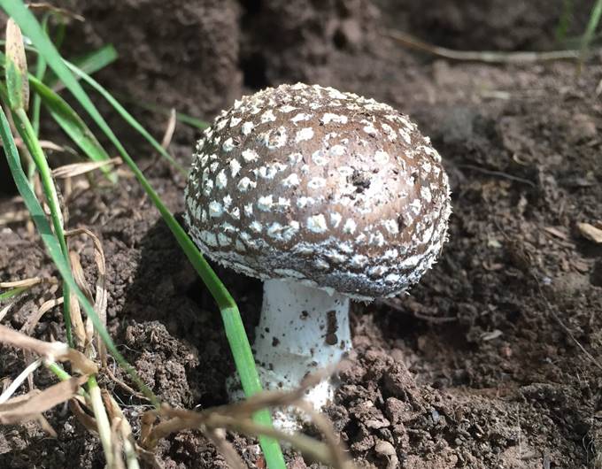 A mushroom growing in the dirt

Description automatically generated with medium confidence