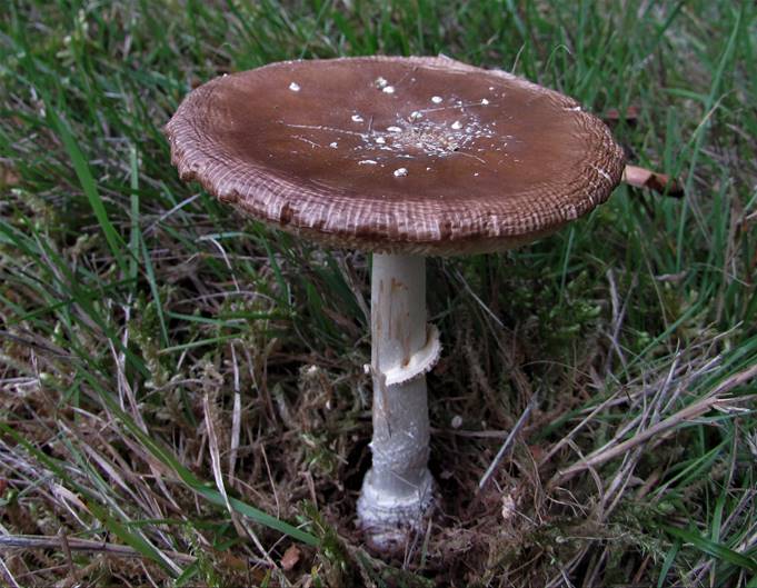 A mushroom growing in grass

Description automatically generated with low confidence