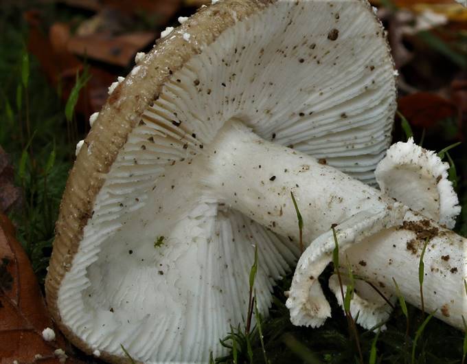 A close up of a white mushroom

Description automatically generated with low confidence