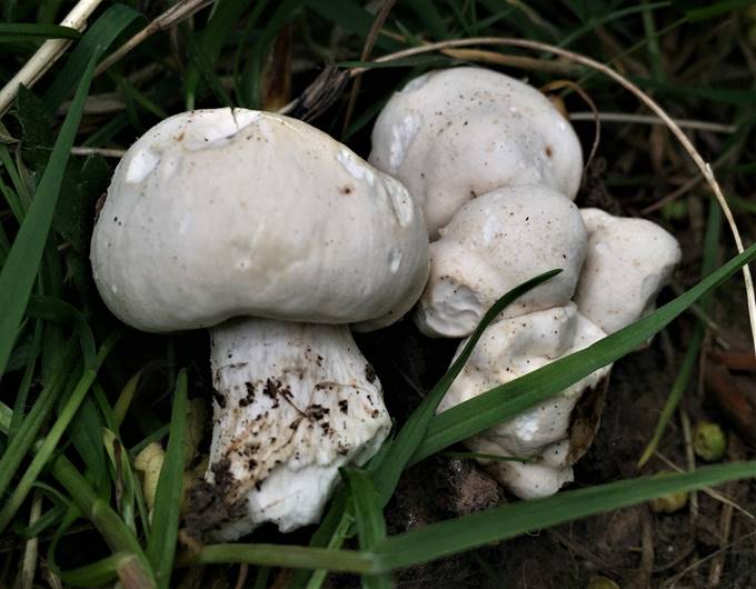 A group of mushrooms growing in the grass

Description automatically generated with medium confidence