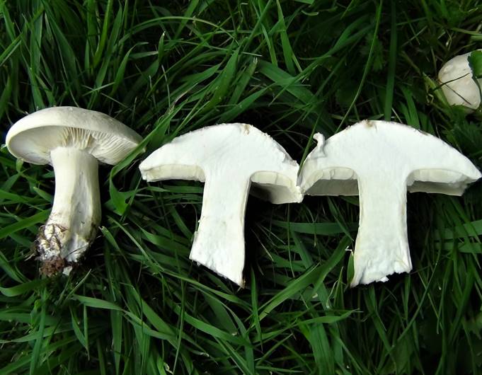 A group of white mushrooms growing in grass

Description automatically generated with medium confidence