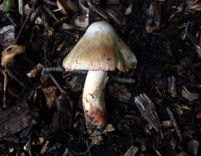 A mushroom growing in the ground

Description automatically generated with low confidence