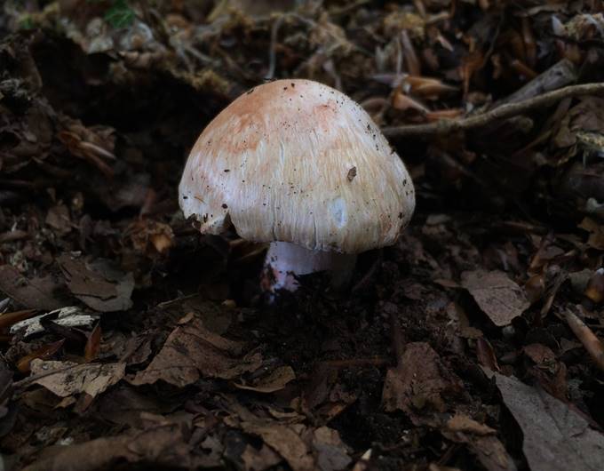 A mushroom growing in the ground

Description automatically generated with low confidence