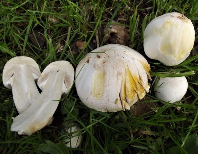 A group of mushrooms growing in the grass

Description automatically generated with medium confidence