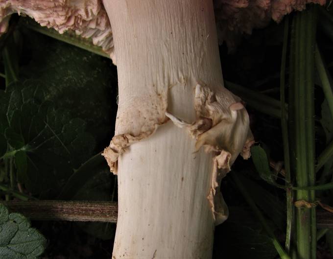 A close-up of a tree trunk

Description automatically generated with low confidence